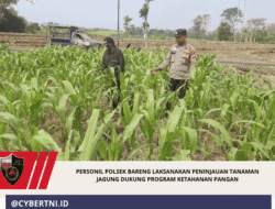 Personil Polsek Bareng Laksanakan Peninjauan Tanaman Jagung Dukung Program Ketahanan Pangan