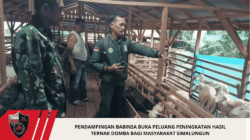 Pendampingan Babinsa Buka Peluang Peningkatan Hasil Ternak Domba bagi Masyarakat Simalungun