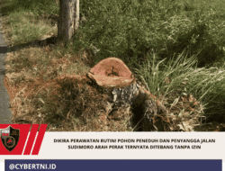 Dikira Perawatan Rutin! Pohon Peneduh dan Penyangga Jalan Sudimoro Arah Perak Ternyata Ditebang Tanpa Izin