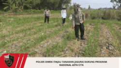 Polsek Diwek Tinjau Tanaman Jagung Dukung Program Nasional Asta Cita