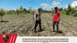 Bhabinkamtibmas Polsek Ngusikan Lakukan Peninjauan Tanaman Jagung Dalam Rangka Mendukung Ketahanan Pangan