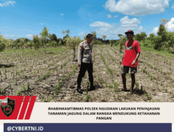 Bhabinkamtibmas Polsek Ngusikan Lakukan Peninjauan Tanaman Jagung Dalam Rangka Mendukung Ketahanan Pangan