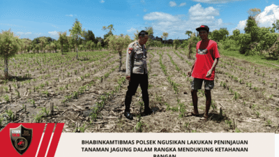 Bhabinkamtibmas Polsek Ngusikan Lakukan Peninjauan Tanaman Jagung Dalam Rangka Mendukung Ketahanan Pangan