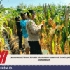 Bhabinkamtibmas Polsek Kalimanah Dampingi Panen Jagung di Sidakangen