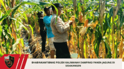Bhabinkamtibmas Polsek Kalimanah Dampingi Panen Jagung di Sidakangen