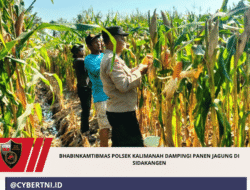 Bhabinkamtibmas Polsek Kalimanah Dampingi Panen Jagung di Sidakangen