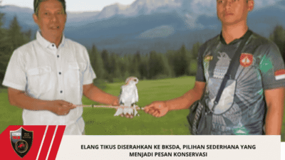 Elang Tikus Diserahkan ke BKSDA, Pilihan Sederhana yang Menjadi Pesan Konservasi