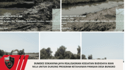Bumdes SOKAMINA JAYA Realisasikan kegiatan Budidaya ikan Nila untuk Dukung Program ketahanan pangan Desa Bungko