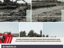 Bumdes SOKAMINA JAYA Realisasikan kegiatan Budidaya ikan Nila untuk Dukung Program ketahanan pangan Desa Bungko
