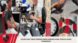 Polres OKU Timur Gerebek Arena Sabung Ayam, Pemilik Lahan Diamankan