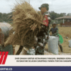 Dari Sawah untuk Ketahanan Pangan, Babinsa Koramil 03/Siantar Selatan Dampingi Panen Poktan Harapan