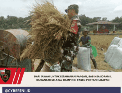 Dari Sawah untuk Ketahanan Pangan, Babinsa Koramil 03/Siantar Selatan Dampingi Panen Poktan Harapan