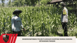 Bhabinkamtibmas Polsek Plandaan Dampingi Warga Dukung Ketahanan Pangan