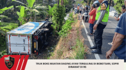 Truk Boks Muatan Daging Ayam Terguling di Bobotsari, Sopir Dirawat di RS