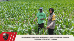 Bhabinkamtibmas Desa Mojongapit Dampingi Petani, Dukung Program Ketahanan Pangan