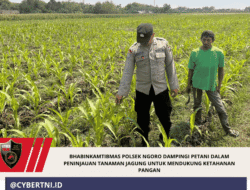 Bhabinkamtibmas Polsek Ngoro Dampingi Petani dalam Peninjauan Tanaman Jagung untuk Mendukung Ketahanan Pangan