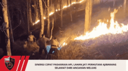 Sinergi Cepat Padamkan Api, Lahan Jati Perhutani Ajibarang Selamat dari Ancaman Meluas