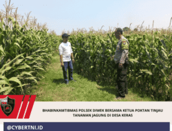 Bhabinkamtibmas Polsek Diwek Bersama Ketua Poktan Tinjau Tanaman Jagung di Desa Keras