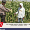 Kanit Binmas Polsek Kudu Laksanakan Pembinaan Petani Jagung Dukung Swasembada Pangan