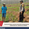 Bhabinkamtibmas Lakukan Pengecekan Tanaman Jagung di Desa Ngampungan Kec. Bareng Kab. Jombang