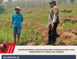 Bhabinkamtibmas Lakukan Pengecekan Tanaman Jagung di Desa Ngampungan Kec. Bareng Kab. Jombang