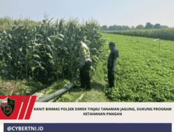 Kanit Binmas Polsek Diwek Tinjau Tanaman Jagung, Dukung Program Ketahanan Pangan
