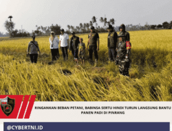 Ringankan Beban Petani, Babinsa Sertu Hindi Turun Langsung Bantu Panen Padi di Pinrang